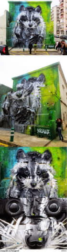 raccoon 23.01.2020