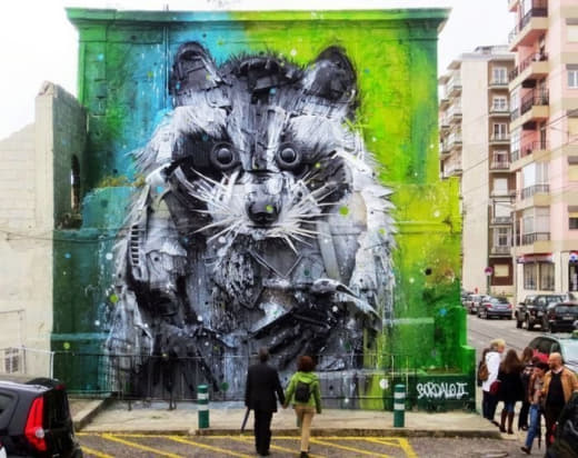 raccoon 23.01.2020
