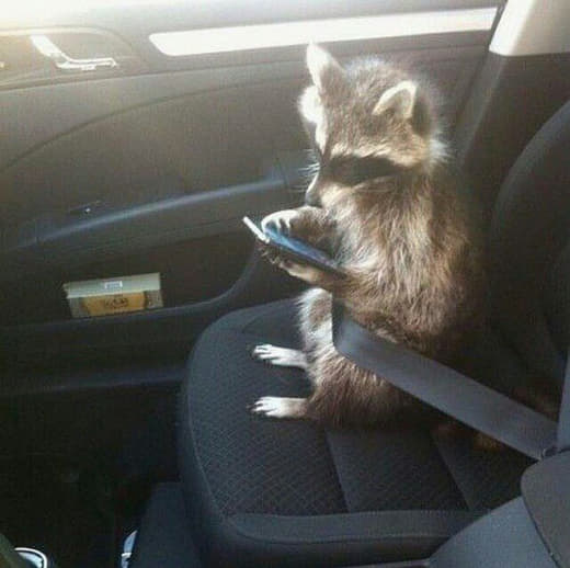 raccoon 23.01.2020