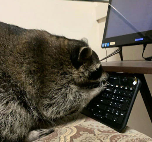 raccoon 23.01.2020