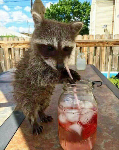 raccoon 23.01.2020
