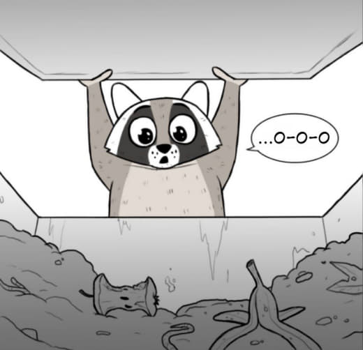 raccoon 22.01.2020