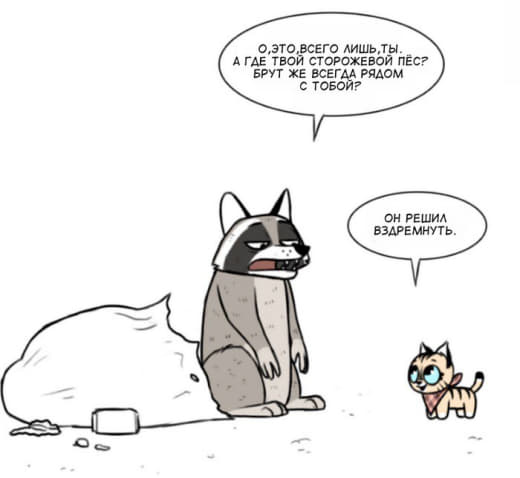 raccoon 22.01.2020