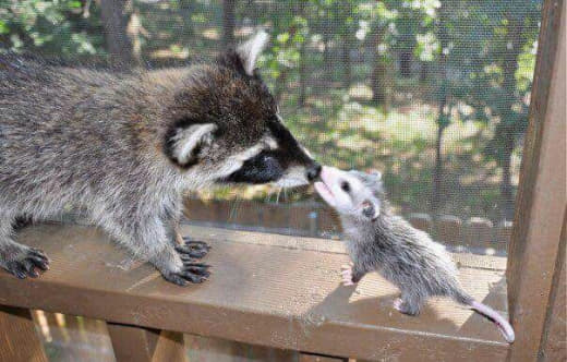 raccoon 21.01.2020