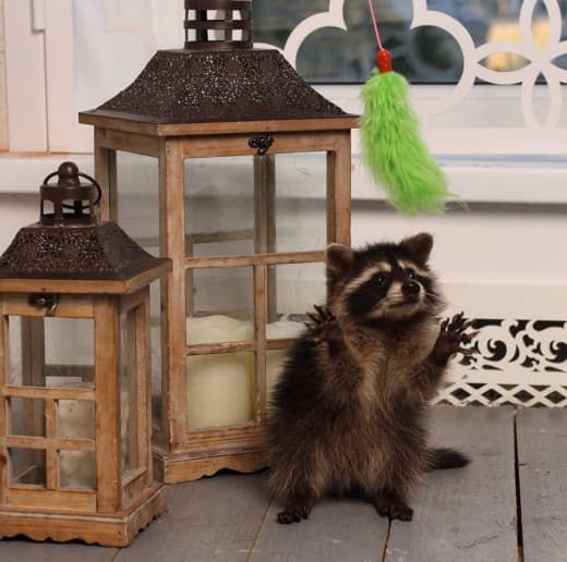 raccoon 21.01.2020