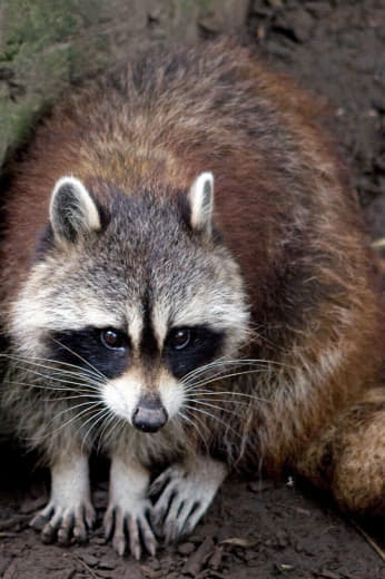 raccoon 21.01.2020