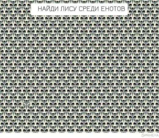 raccoon 21.01.2020