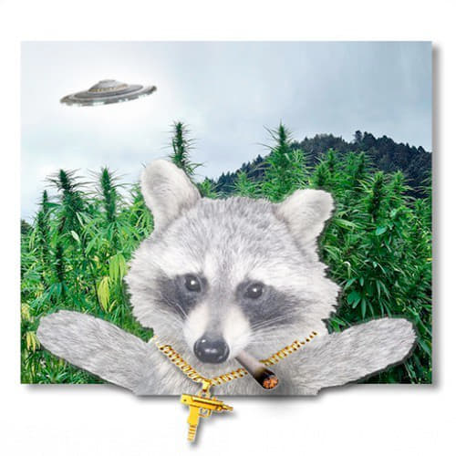 raccoon 19.01.2020
