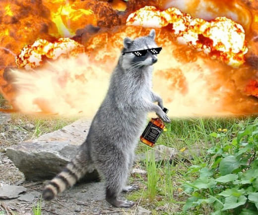 raccoon 19.01.2020