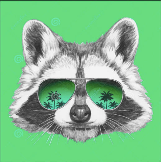 raccoon 19.01.2020