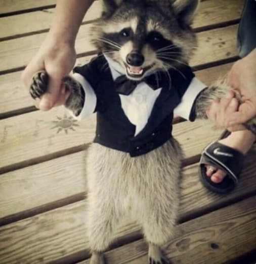 raccoon 19.01.2020