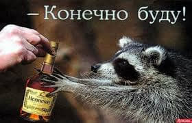 raccoon 19.01.2020