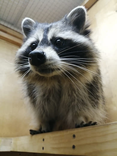 raccoon 19.01.2020