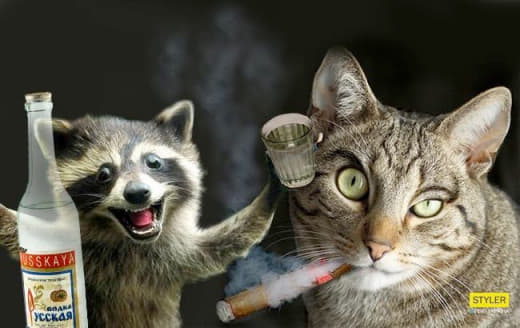 raccoon 14.01.2020