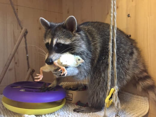 raccoon 14.01.2020