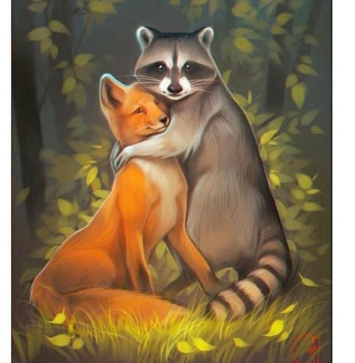 raccoon 14.01.2020