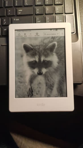 raccoon 13.01.2020