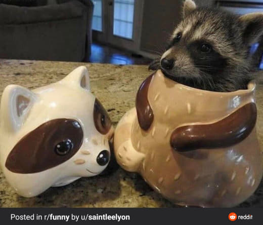 raccoon 13.01.2020