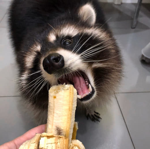 raccoon 12.01.2020