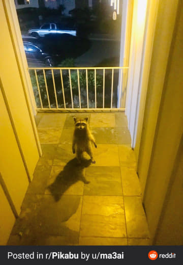 raccoon 12.01.2020