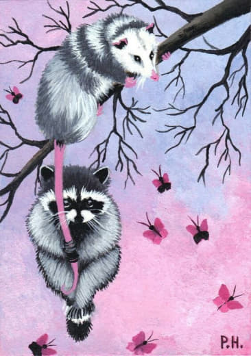 raccoon 10.01.2020