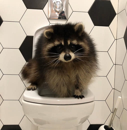 raccoon 10.01.2020