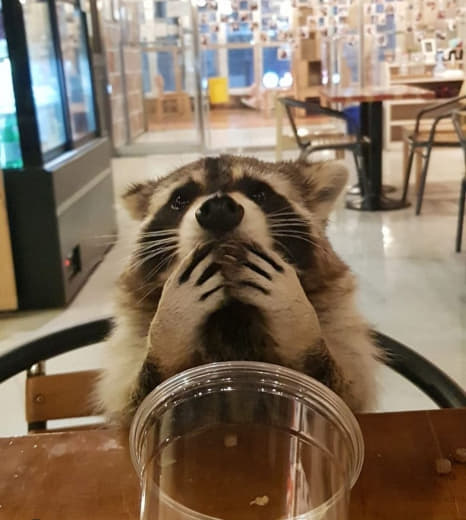 raccoon 06.01.2020