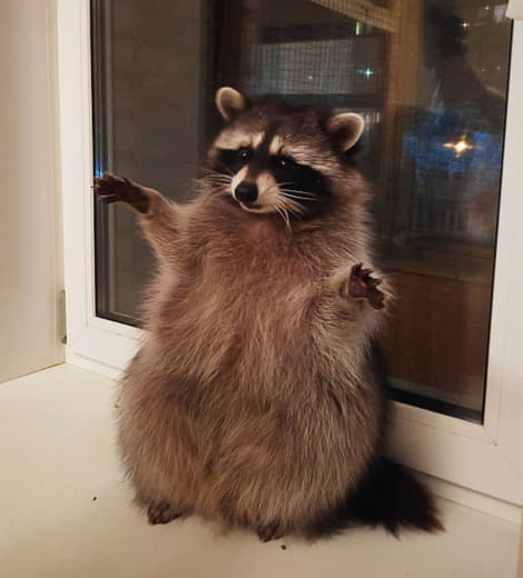 raccoon 06.01.2020