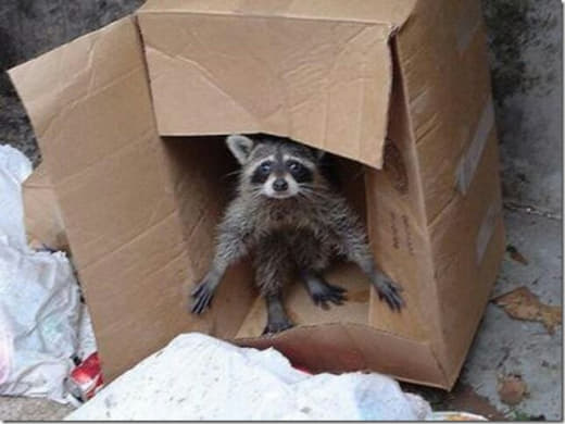 raccoon 05.01.2020