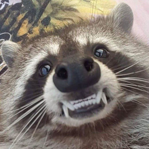raccoon 03.01.2020
