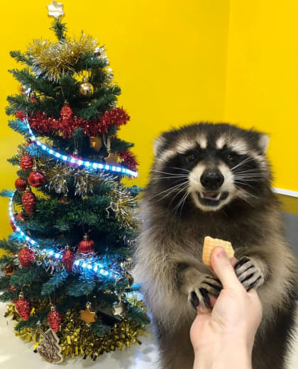 raccoon 02.01.2020