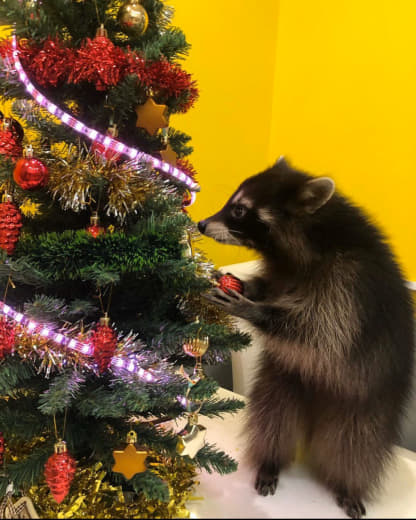 raccoon 02.01.2020