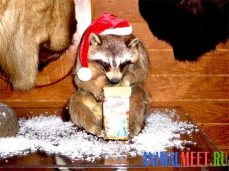 raccoon 31.12.2019