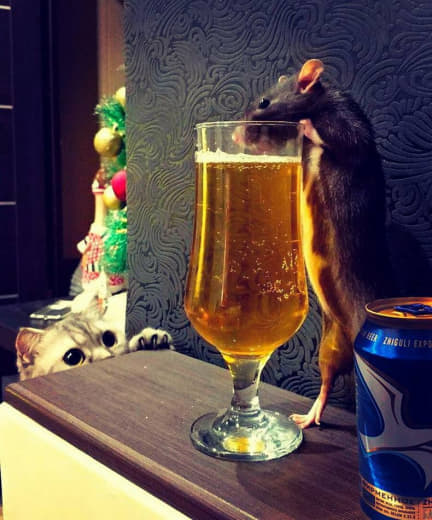 raccoon 31.12.2019