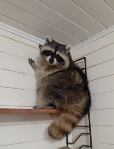 raccoon 31.12.2019