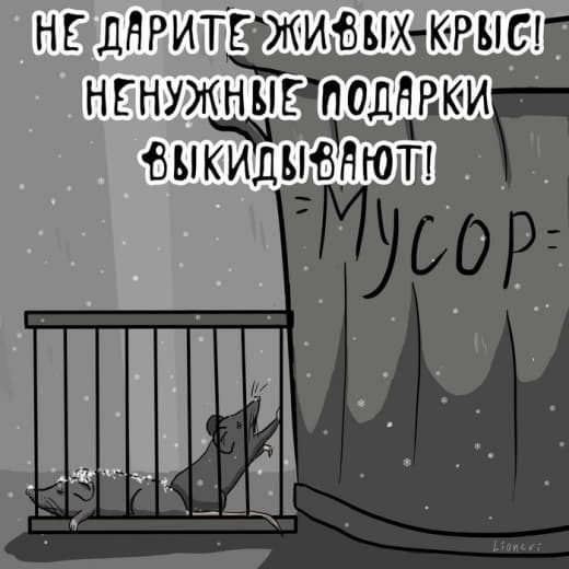 raccoon 31.12.2019