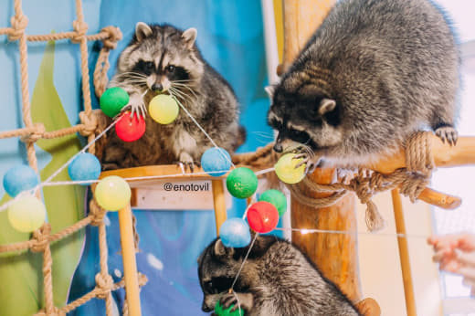 raccoon 30.12.2019