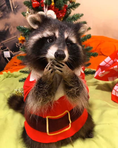raccoon 30.12.2019