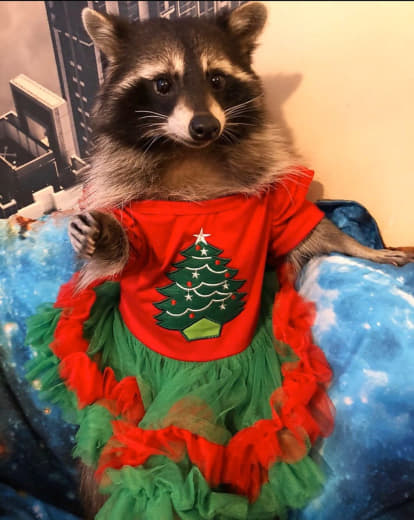 raccoon 27.12.2019