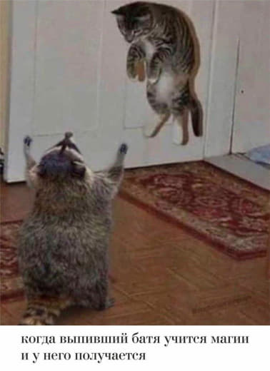 raccoon 26.12.2019