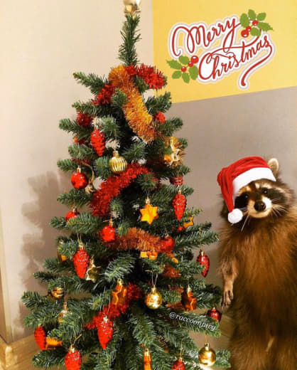 raccoon 25.12.2019