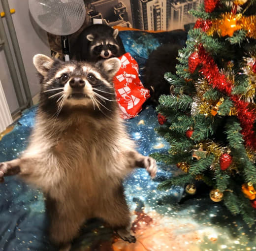 raccoon 24.12.2019