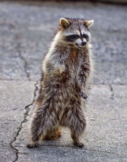 raccoon 23.12.2019