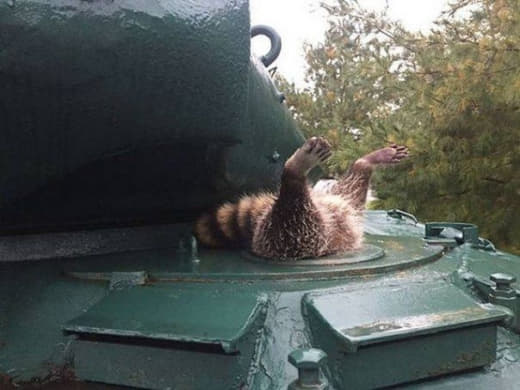 raccoon 23.12.2019