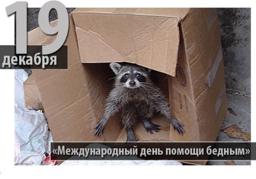 raccoon 19.12.2019