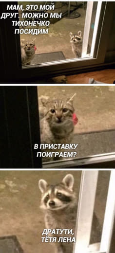 raccoon 19.12.2019