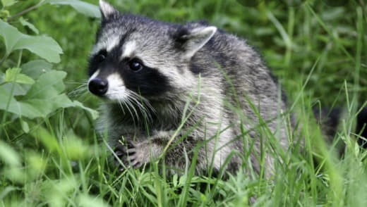 raccoon 16.12.2019