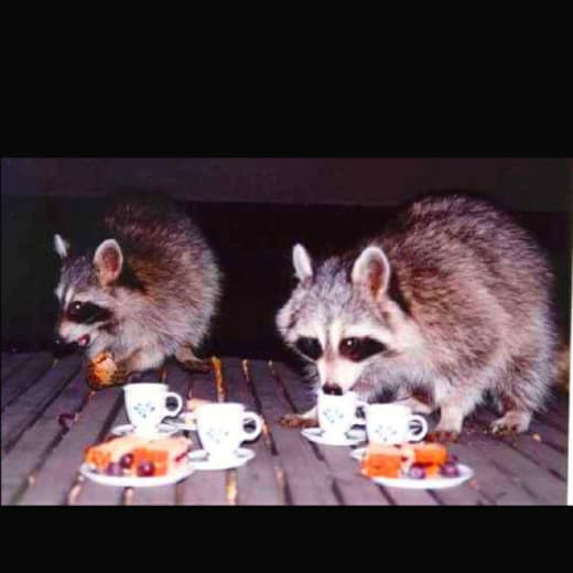 raccoon 13.12.2019