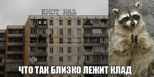 raccoon 13.12.2019