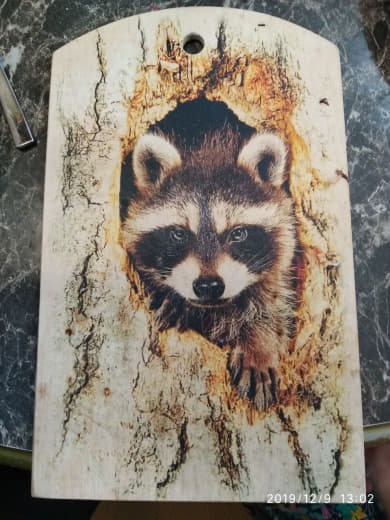 raccoon 09.12.2019